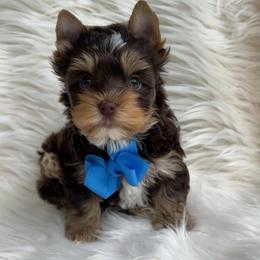 Crumpet (green) - Chocolate, tan and white male Yorkshire Terrier puppy in Parkersburg, West Virginia from Chocolate Diamonds in the RUFF