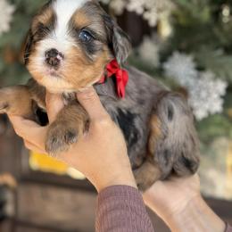 Zara  - red collar female - Tri-color female Bernedoodle puppy in Yuciapa, California from AlltheDoodlez_