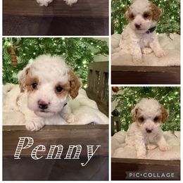 Penny - Parti female Poodle puppy in Chattanooga, Tennessee from Scenic City Doodles