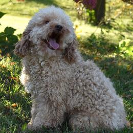 Otis - Poodle
