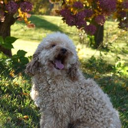 Otis - Poodle