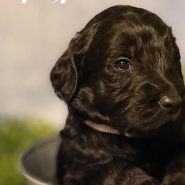 Boy 5 - Goldendoodle puppy in Noxapater, Mississippi from Southern Grace Goldendoodles