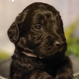 Boy 5 - Goldendoodle puppy in Noxapater, Mississippi from Southern Grace Goldendoodles