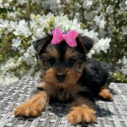 Princess Pretty in Pink - Black and tan female Yorkshire Terrier puppy in North Chelmsford, Massachusetts from Coastal Yorkshire Terrier Yorkies & Biewer Terriers