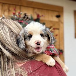 Assorted Doodle Crosses, Aussiedoodle, Australian Mountain Doodle, and Miniature Australian Shepherd Puppies from Aspen Mountain Doodles LLC