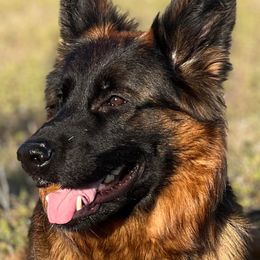 Jayda - German Shepherd
