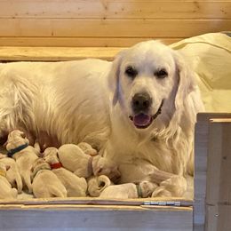Golden Retriever and Jack Russell Terrier Puppies from Shelby Burleson's Golden Retrievers and Jack Russell Terriers