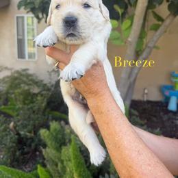Breeze - Light golden male Golden Retriever puppy in Atwater, California from Michelle‘s English cream golden retrievers