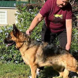 Pia - German Shepherd
