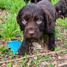 Light Blue - Liver male Boykin Spaniel puppy in Midland, Michigan from Ives Heritage Homestead