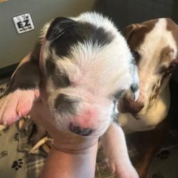 Peach - Harlequin female Great Dane puppy in Marlow, New Hampshire from Fox Hill Danes