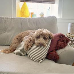 Charlie - Australian Labradoodle