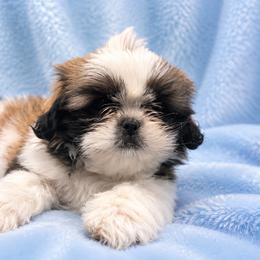 Puppy 1 - Tricolor male Shih Tzu puppy in Downey, California from Cali shih tzu
