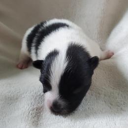Rowdy - Black parti male Pomeranian puppy in Bellevue, Iowa from Fluffy Wonders Poms and Doodles
