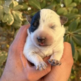 Ricky - Blue mottled male Australian Cattle Dog puppy in Sahuarita, Arizona from A2 Australian Cattle Dogs