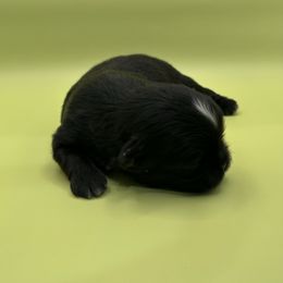 Basil - Black and white male Shih Tzu puppy in Porterville, California from Moore Shih Tzus