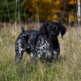 Indie - German Shorthaired Pointer