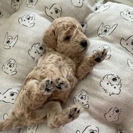Rocket - Apricot male Poodle puppy in Wilmington, Delaware from Imperial Poodles LLC