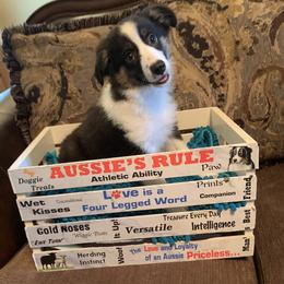 Miniature Australian Shepherd Puppies from Texas Miniature Aussies