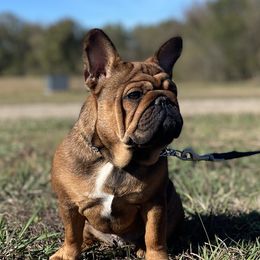 Tawny - French Bulldog