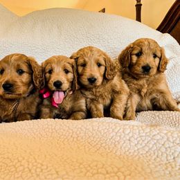 Goldendoodle Puppies from Mountainside Goldendoodle