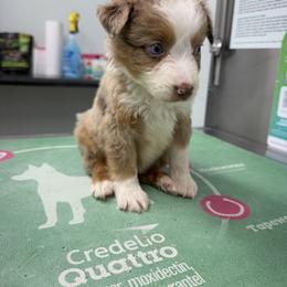 Miniature Australian Shepherd Puppies from B&B Little Aussie Gems