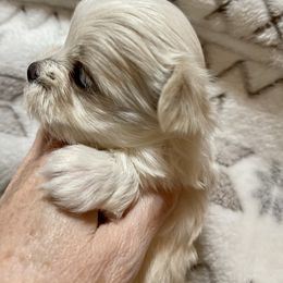 Maltese, Miniature Schnauzer, and Yorkshire Terrier Puppies from Sassy Yorkie , Mini Schnauzers , Maltese Love of Alabama