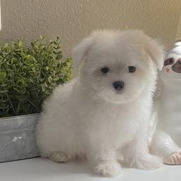 Maltese Puppies from B&O Maltese