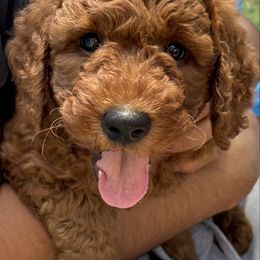 Brownie - Brown collar - Red  male Goldendoodle puppy in Arcadia, California from Ginger Doodles