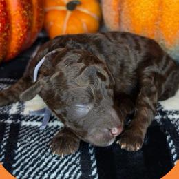 Woodstock - Chocolate female Goldendoodle puppy in Hobbs, New Mexico from Penny Doodles
