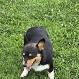 Pippin - Black and tan female Pembroke Welsh Corgi puppy in Soldiers Grove, Wisconsin from AB Ranch