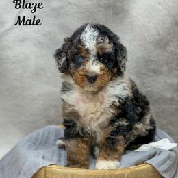 Blaze - Merle male Bernedoodle puppy in Williamson, New York from Lakeside Doodles