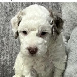 Bernedoodle Puppies from Bella‘s Mini Bernadoodles