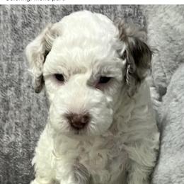 Bernedoodle Puppies from Bella‘s Mini Bernadoodles