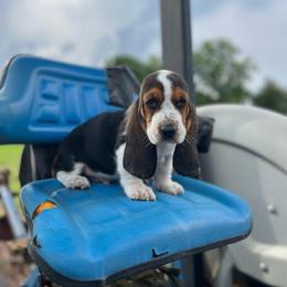 Walt - Black brown and white male Basset Hound puppy in Hurtsboro, Alabama from PARK’s Family Farm