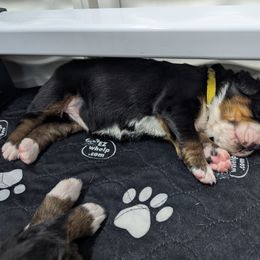 Bernedoodle and Bernese Mountain Dog Puppies from Rafter 58 Bernese Mountains and Bernedoodles