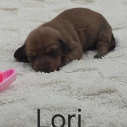 Lori - Sable female Dachshund puppy in Dade City, Florida from Kingpindoxies