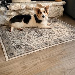 Dahlia - Pembroke Welsh Corgi