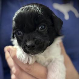 Black and White Hairless Girl 2 - Black and white female Chinese Crested puppy in Tomball, Texas from Gracieux Chinese Cresteds