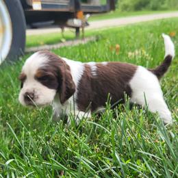 Twill - Liver white and tan male English Springer Spaniel puppy in Derby, Vermont from Ledge N' Tree English Springer Spaniels