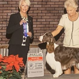 English Springer Spaniels from Starlet Springers
