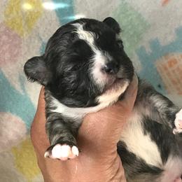 Chihuahua Puppies from Chilove Chihuahuas