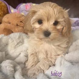 Lily - Apricot female Maltipoo puppy in Lake Ann, Michigan from Riyem Wildflower Farms