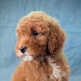 Liberty - Apricot female Goldendoodle puppy in Coarsegold, California from Hobbit Hollow Acres