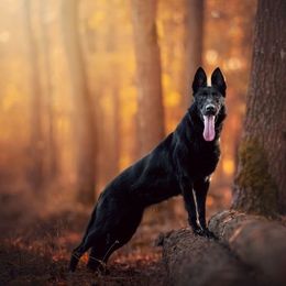 Areta - German Shepherd