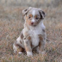 Sahalie - Red merle male Toy Australian Shepherd puppy in Bly, Oregon from Apacheblus Toy Aussies