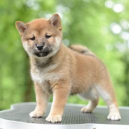 Ava -FULL AKC REGISTRATION- - Red female Shiba Inu puppy in Neosho, Missouri from Kenny Cave K9s