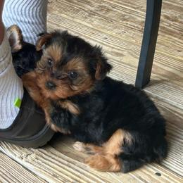 Poppy's blue - Black and tan male Yorkshire Terrier puppy in Hardeeville, South Carolina from Pups of the Lowcountry