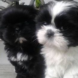 Girl 3 - Black and white female Shih Tzu puppy in Willard, Utah from Shih-tzu Queen