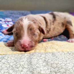 Red - Red merle female Miniature Australian Shepherd puppy in Dunnellon, Florida from Ever After Mini Aussies